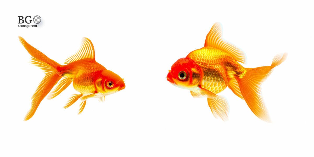 Imagens de Dois Peixes Dourados PSD Editável