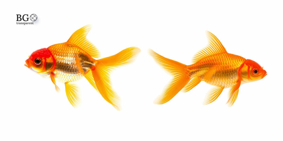 Imagens de Peixes Dourados PSD Editável