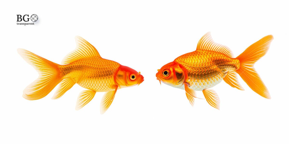Ilustração de Dois Peixes Dourados PSD Editável