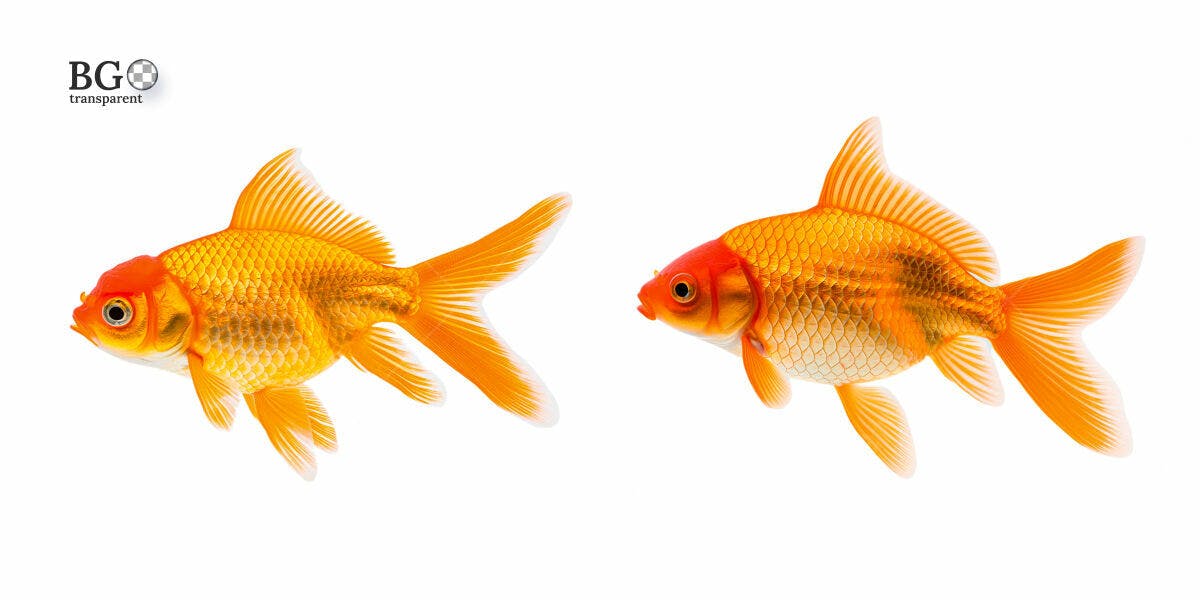 Imagens de Peixes Dourados PSD Editável