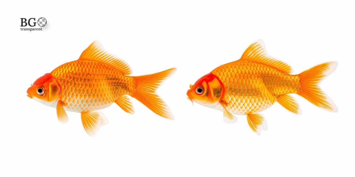 Imagens de Peixes Dourados PSD Editável