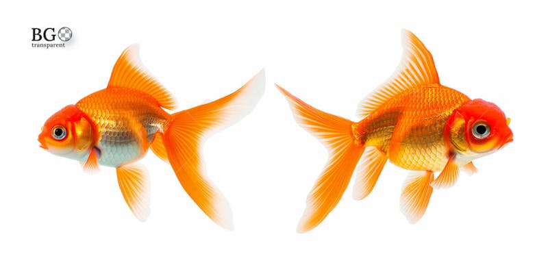 Peixe dourado png transparente