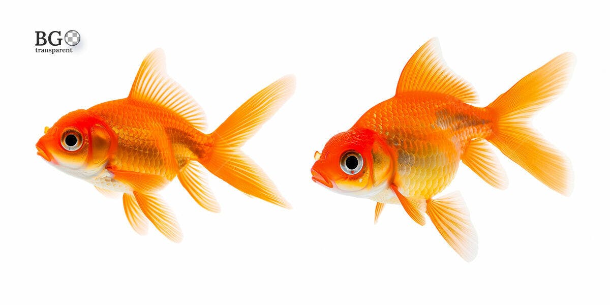 Imagens de Peixes Dourados PSD Editável