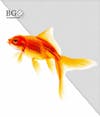 High quality goldfish for composition