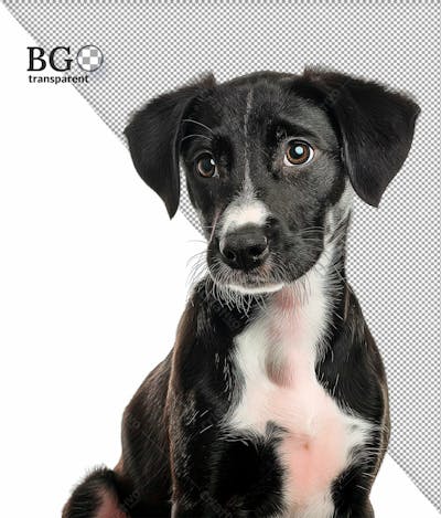 Cachorro Em Alta Qualidade Para Composição