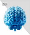 High quality 3d brain for compositing