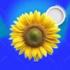 Yellow sunflower 3d element for psd composition 01