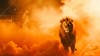 Image of a lion with smoke and football stadium.