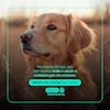 Pet shop social media post editable psd template 3