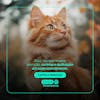 Pet shop social media post psd editavel 5