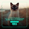 Pet shop social media post editable psd 10