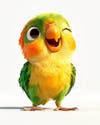 Image of a baby parrot