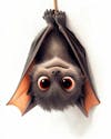 Image, of, a, bat, upside down, cartoon, character.