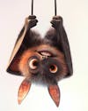 Image, of, a, bat, upside down, cartoon, character.