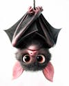 Image, of, a, bat, upside down, cartoon, character