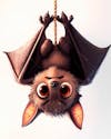 Image of an upside down bat cartoon character.