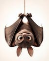 Image, of, upside down, bat, cartoon, character