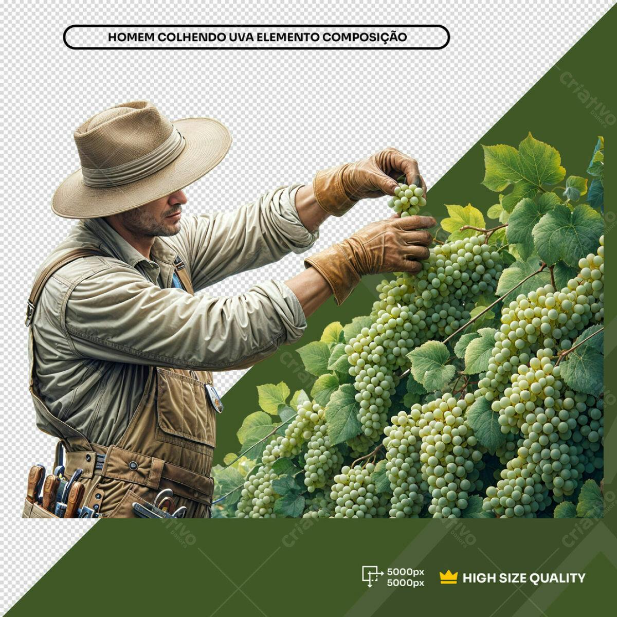 Composição Homem Colhendo Uvas PSD Editável
