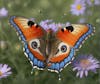 Colorful butterflies, garden, flowers