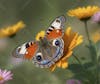 Colorful butterflies, garden, flowers