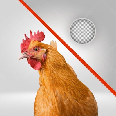 Galinha Caipira, Frango Vivo, Galinha Foto Real Sem Fundo