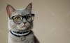 Cat, solid background, clothes, glasses