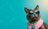 Cat, solid background, clothes, glasses