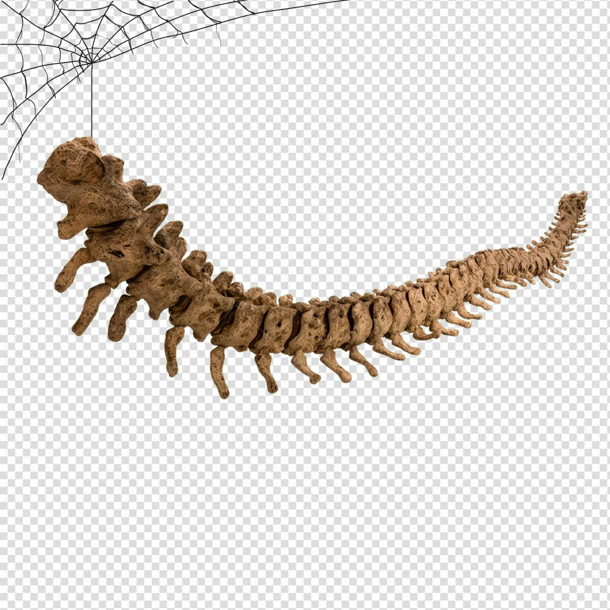 Coluna Vertebral para Design de Halloween PSD Editável