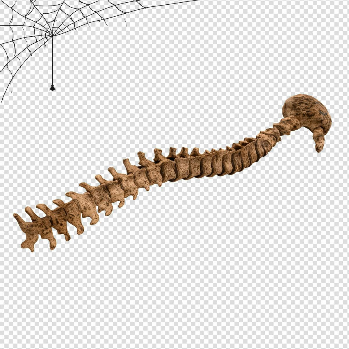 Elemento de Design Halloween Coluna Vertebral PSD Editável