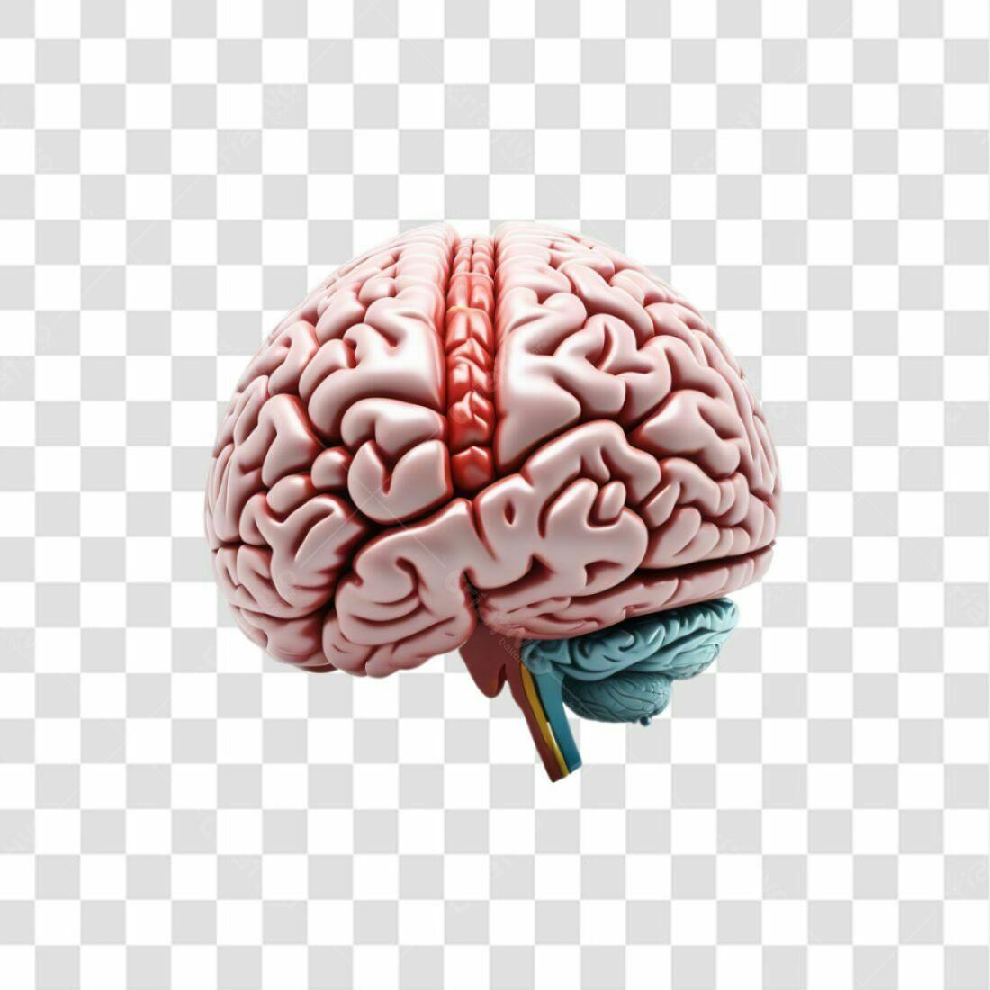 Icone Cerebro Anatomia PNG com fundo transparente