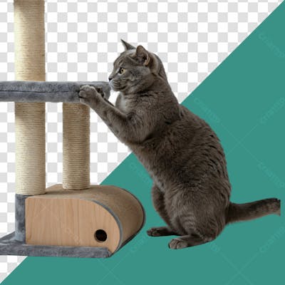 Gato Cinza Com Arranhador De Brincando Para Pet Shops