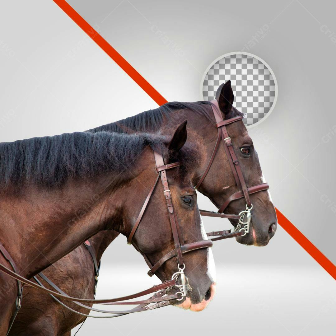 Imagem PNG cavalos marrons fundo transparente