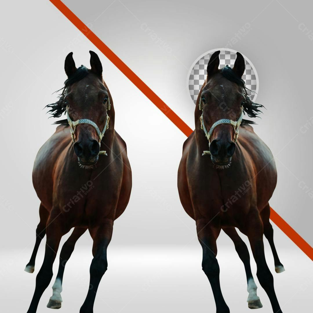 Imagem Cavalo Correndo PNG com fundo transparente