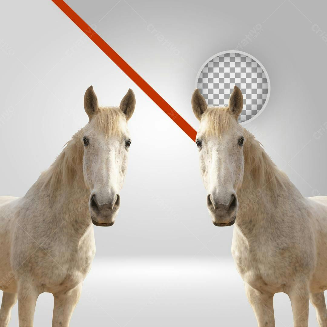 Imagem PNG com fundo transparente Dois cavalos brancos
