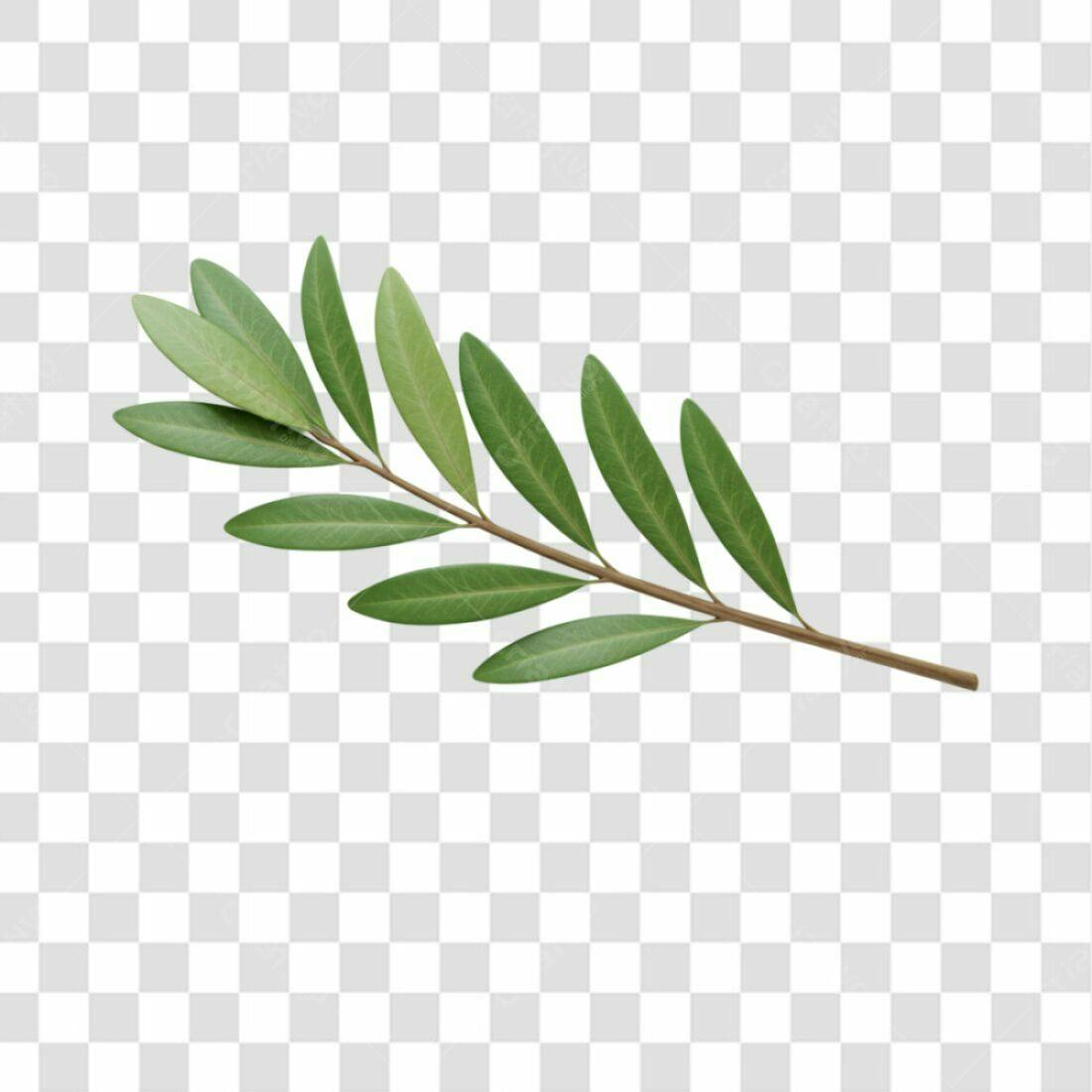 Icone Folha de Oliveira PNG com fundo transparente