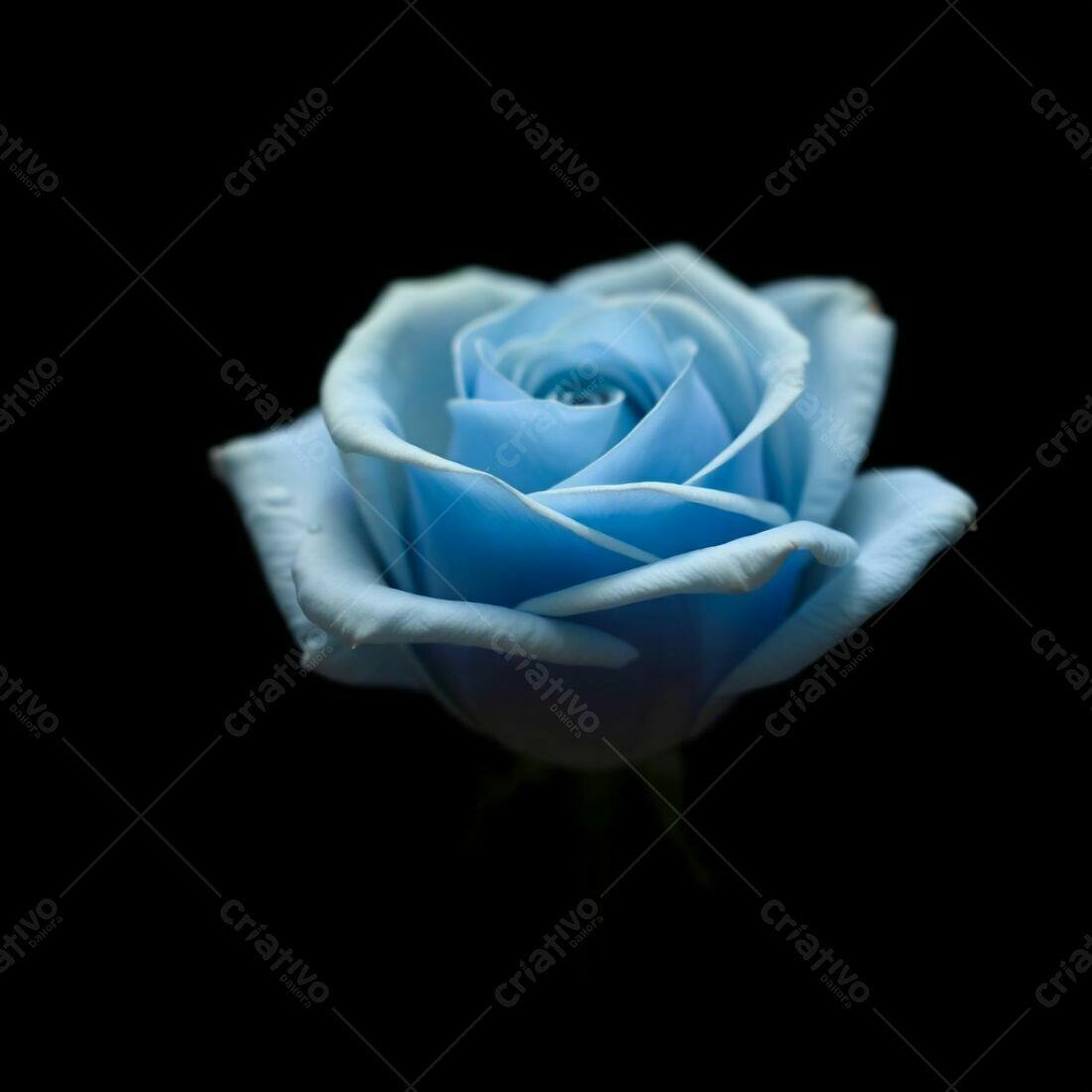 Rosa azul celeste em fundo preto