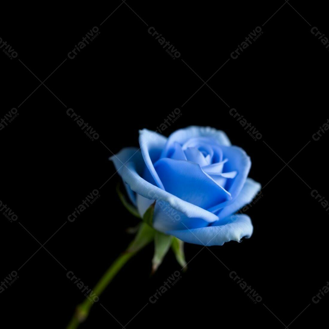 Rosa azul em fundo preto