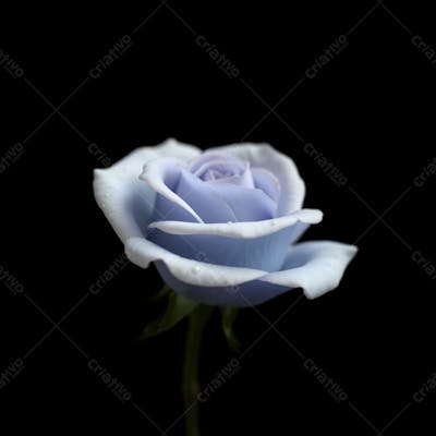 Imagem Gratis De Rosa Azul Fullhd De Rosa Azul Sem Fundo
