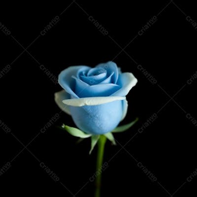 Imagem Gratis De Rosa Azul Fullhd De Rosa Azul Sem Fundo