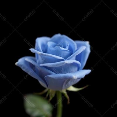 Imagem Gratis De Rosa Azul Fullhd De Rosa Azul Sem Fundo