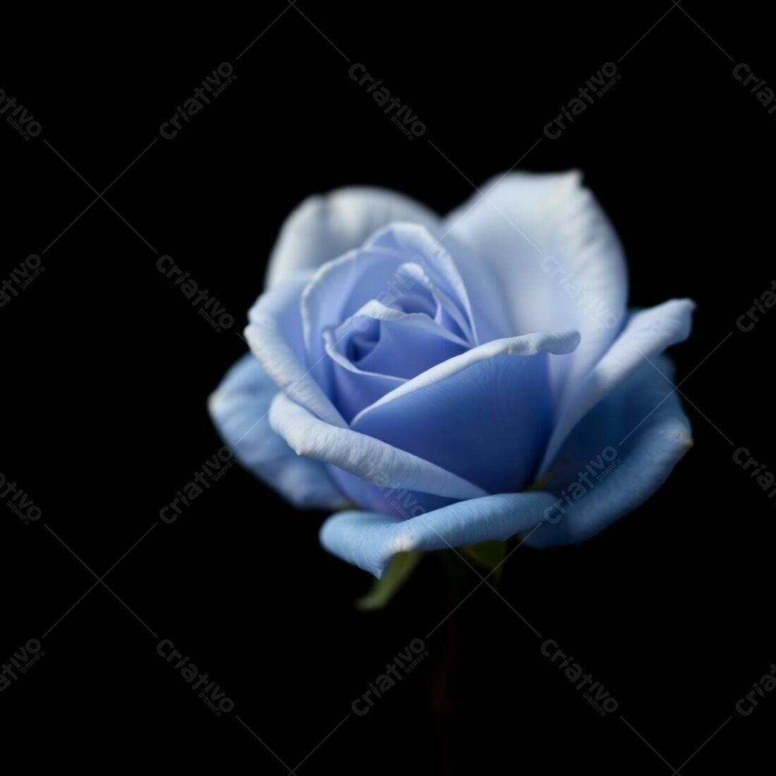 Rosa azul em fundo preto