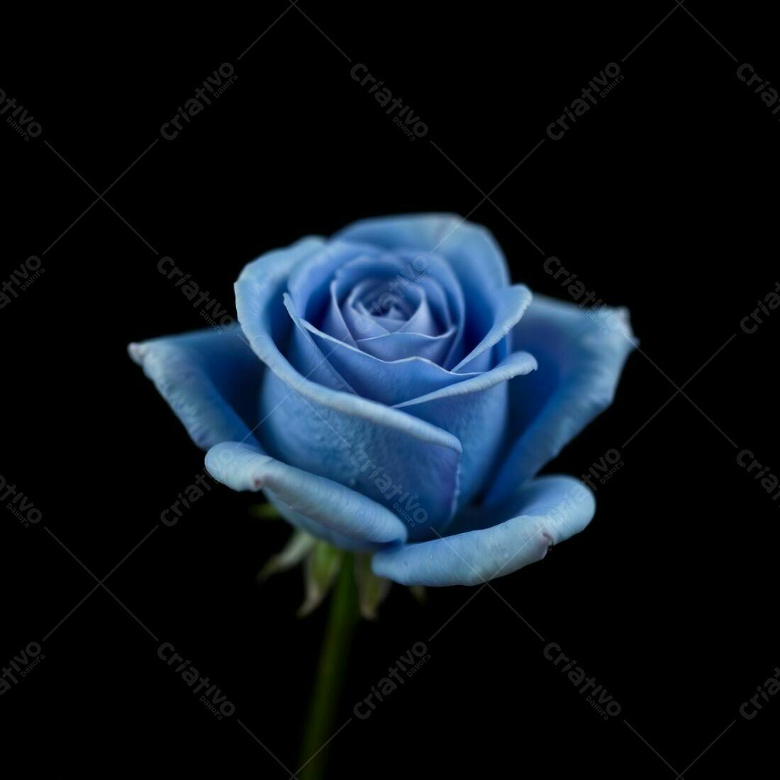 Rosa azul em fundo preto
