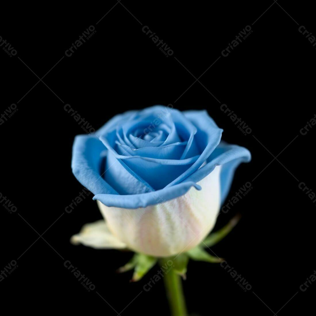 Rosa azul em fundo preto