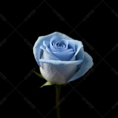 Imagem Gratis De Rosa Azul Fullhd De Rosa Azul Sem Fundo