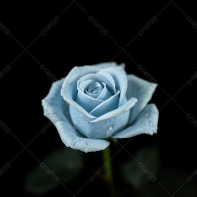 Imagem Gratis De Rosa Azul Fullhd De Rosa Azul Sem Fundo