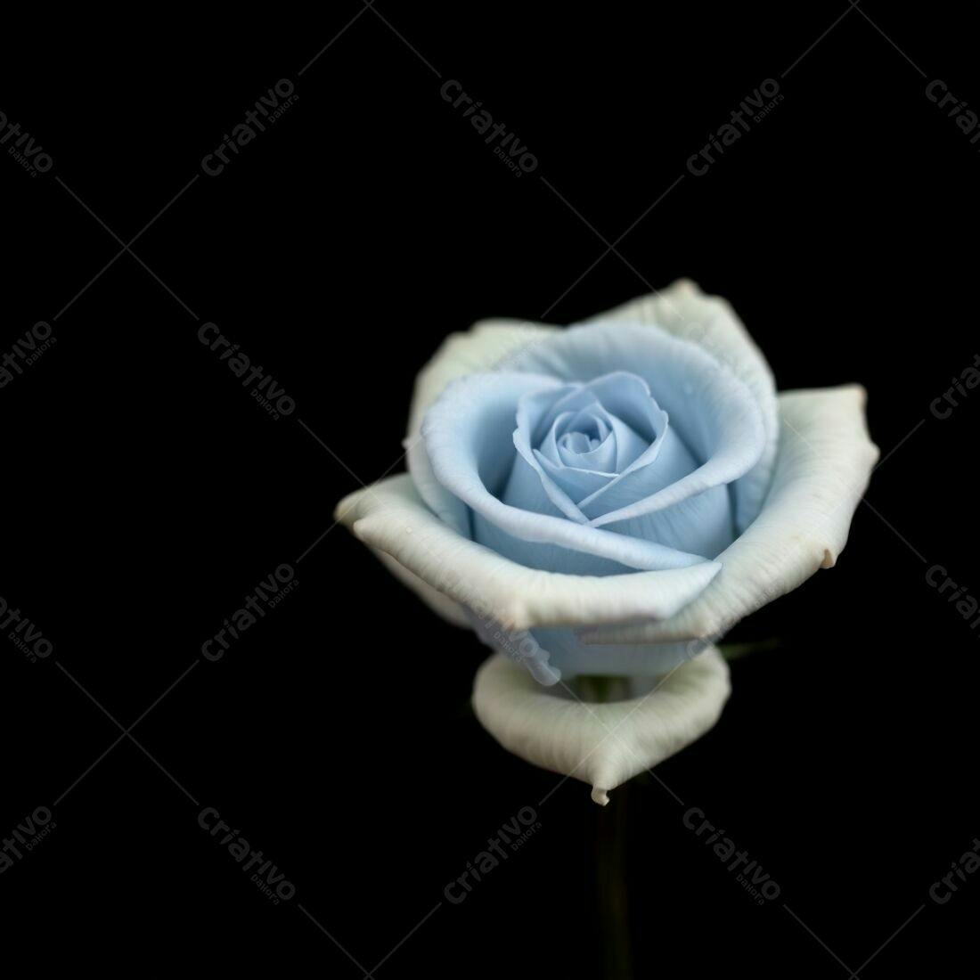 Rosa azul em fundo preto