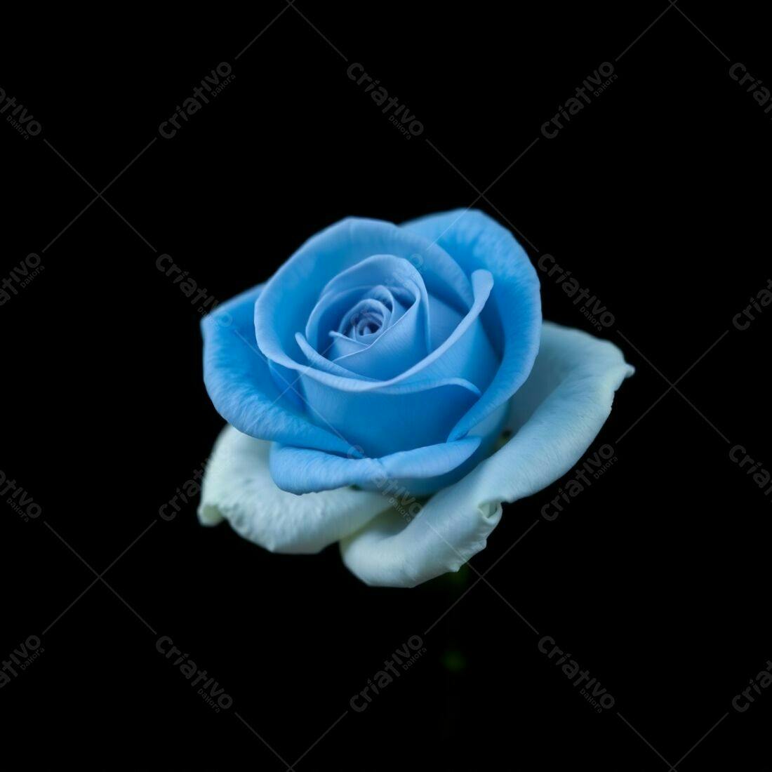 Rosa azul celeste em fundo preto