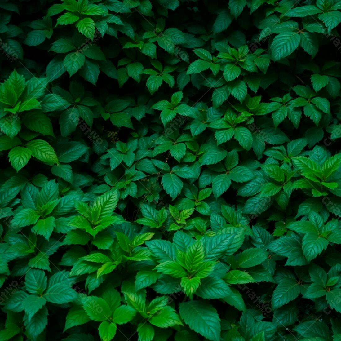 Folhagem verde escura exuberante