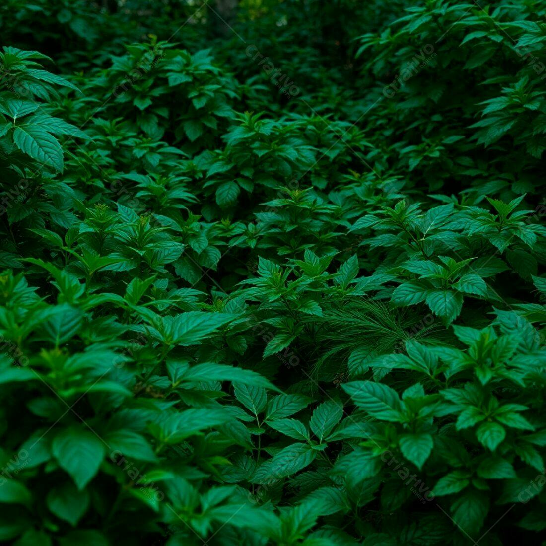 Folhagem verde escura exuberante
