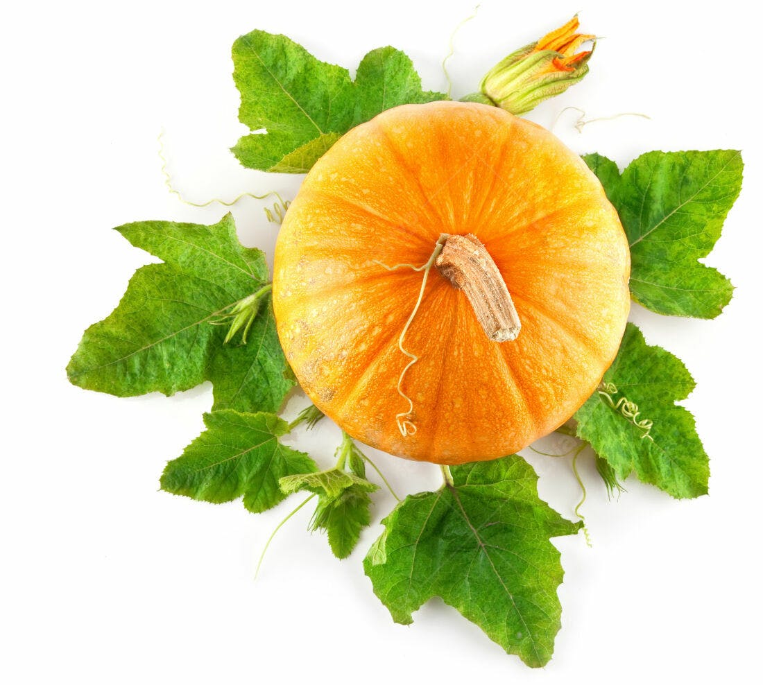 Abóbora laranja com folhas verdes